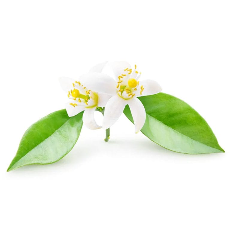 Neroli Öl – Bild 2